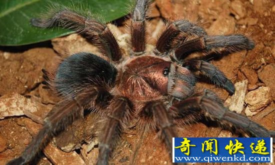 动物界十大动物长相怪异 似外星人后代!