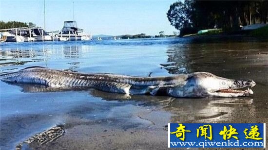 史前生物!澳洲湖畔现怪鱼尸体 尖牙利齿