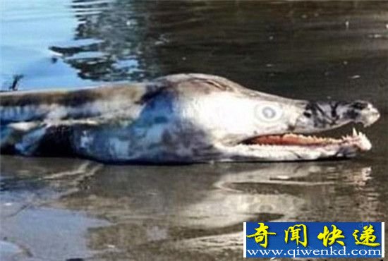 史前生物!澳洲湖畔现怪鱼尸体 尖牙利齿