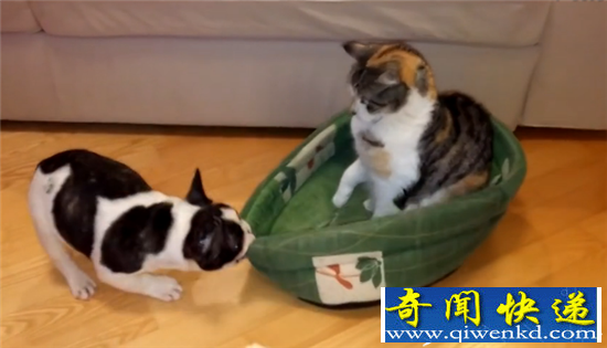 猫狗大战太蠢萌!实拍小奶狗出击喵星人