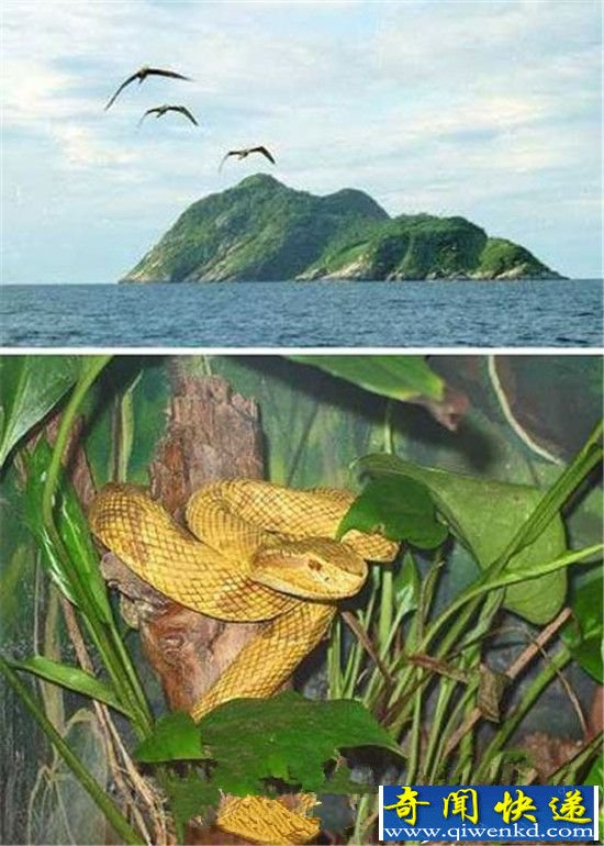 盘点!全球7大毛骨悚然的蛇岛