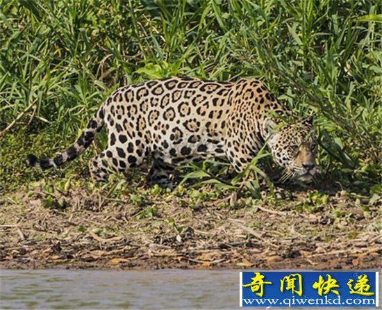 实拍:美洲豹猎杀鳄鱼 生死对决结局意外