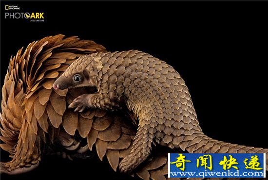 惊艳:濒危动物高清写真 见过一种了不得!