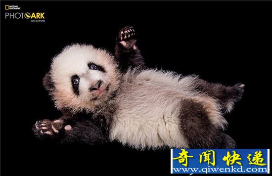 惊艳:濒危动物高清写真 见过一种了不得!