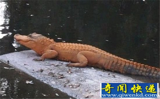 盘点!世界十大颜色最怪异的动物