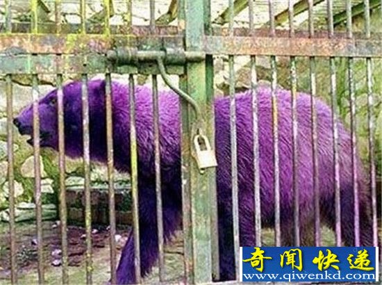 盘点!世界十大颜色最怪异的动物