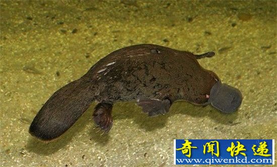 盘点!自然界中的6大“怪胎”