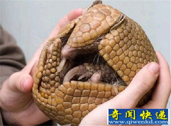 盘点!自然界中的6大“怪胎”