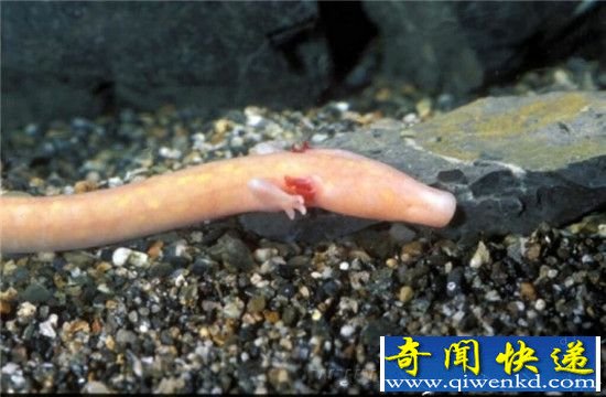地球神秘“人鱼”曝光:不吃不喝14年都没关系
