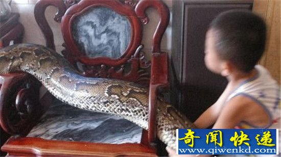 蟒蛇报恩:看家护院抓小偷 还做保姆救人命
