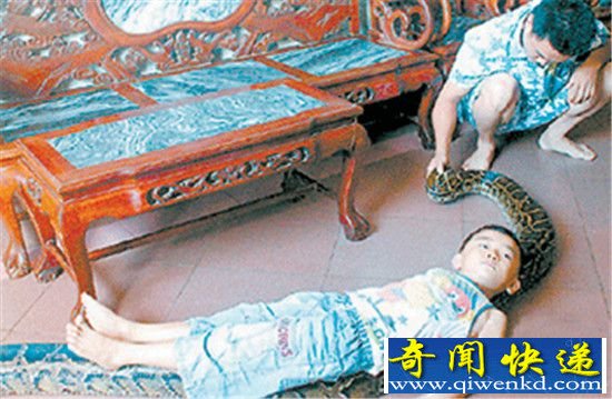蟒蛇报恩:看家护院抓小偷 还做保姆救人命