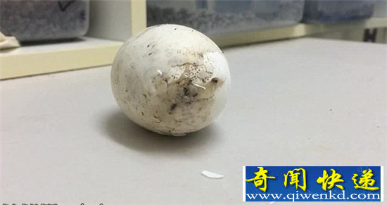 鳄鱼破壳出生惊呆摄影师 酷似侏罗纪公园场景