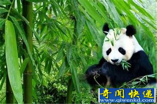 大熊猫吃素为什么长那么胖?广大女生终于有救了!