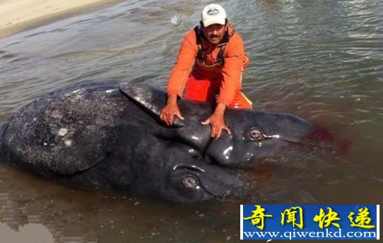 海岸惊现深水海怪物!双头双尾连体巨型生物