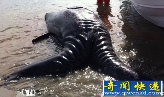 海岸惊现深水海怪物!双头双尾连体巨型生物
