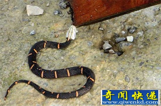 喜马拉雅白头蛇:毒性堪比箭毒蛙瞬间毙命!