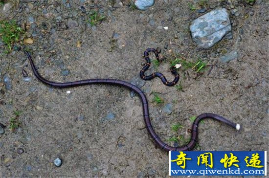 喜马拉雅白头蛇:毒性堪比箭毒蛙瞬间毙命!