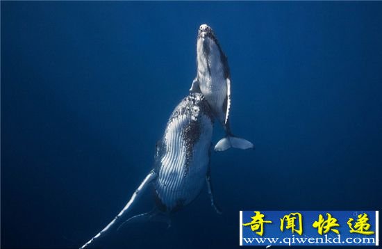 赏鲸人最喜欢的鲸鱼:座头鲸高清水下拍摄