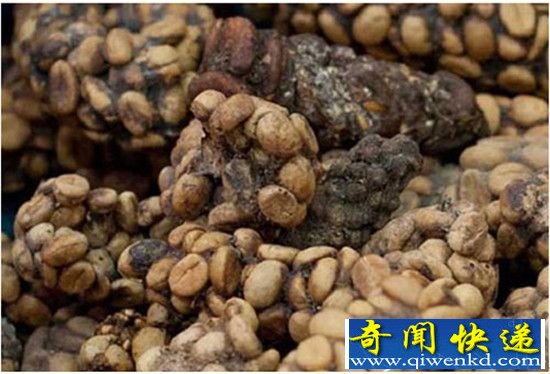 全球十大最恶心食物动物躺枪:活蛆乳酪广东人也不敢吃!