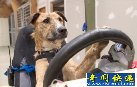 狗狗居然能开车?狗狗8周学会驾驶