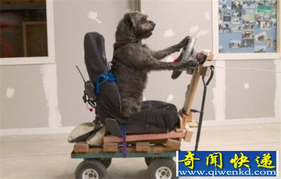 狗狗居然能开车?狗狗8周学会驾驶