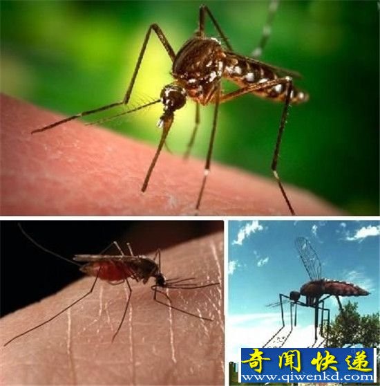 十大吸血鬼!吸血鲶鱼可钻入人体