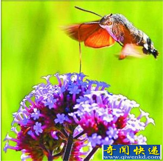 盘点自然界7种伪装高手 蜂蝇排名第一