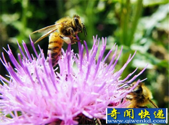 盘点自然界7种伪装高手 蜂蝇排名第一
