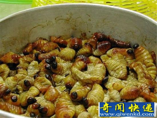 全球十大最恶心食物排行榜:活蛆乳酪广东人也不敢吃!