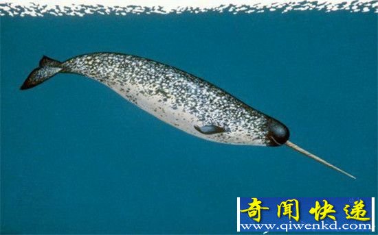没有买卖就没有杀害 请放过独角鲸的长牙