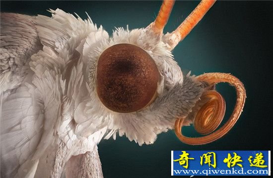 俄摄影师微距 拍昆虫形如“巨兽”