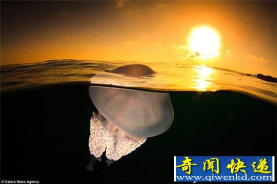 西班牙摄影师拍 海中水母的梦幻舞姿