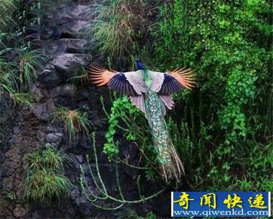 孔雀竟然会飞? 这么美妙的一刻你绝对没见过!