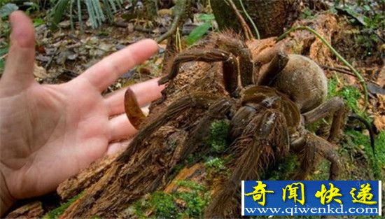 动物奇特发现!大熊猫竹林自慰