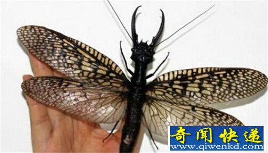 动物奇特发现!大熊猫竹林自慰