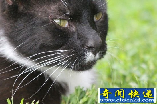 喵星人成“百兽之王” 它居然还有自己的专属坐骑