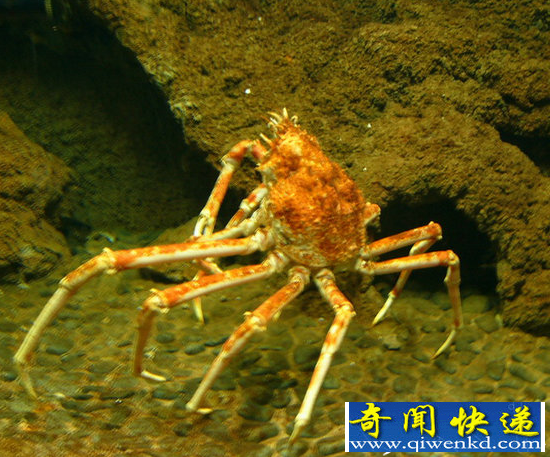 极为罕见!自然界中十大橙色动物