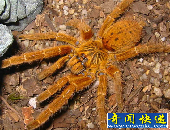 极为罕见!自然界中十大橙色动物