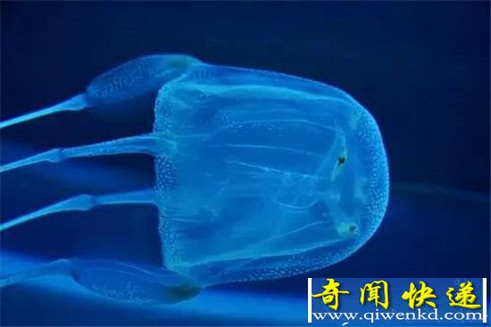 世界最恐怖十大毒物排行:一个比一个毒!