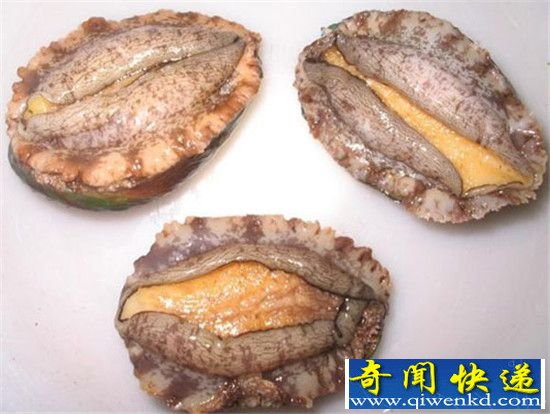 有史以来最诡异生物:胆小的人就别看了