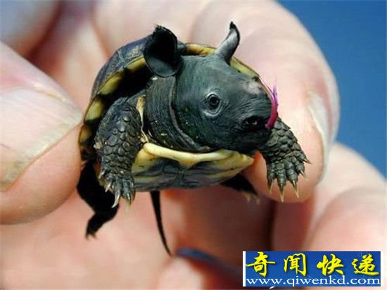 有史以来最诡异生物:胆小的人就别看了