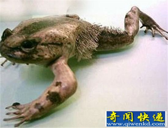 有史以来最诡异生物:胆小的人就别看了