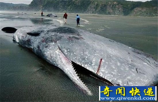 有史以来最诡异生物:胆小的人就别看了