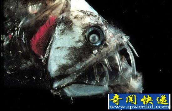 超乎想象的五大恐怖海洋怪物 石斑鱼暗藏剧毒