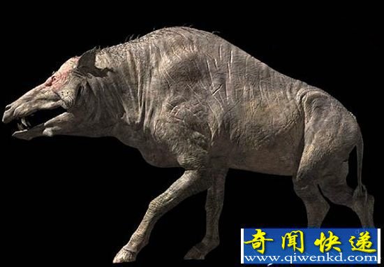 远古时代猪类竟是猛兽 天蓬元帅真实原型