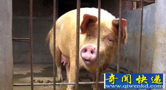 十大“感动中国”动物评选