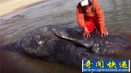 墨西哥海岸惊现双角巨型怪物:真相让人震惊