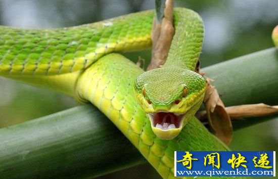 中国十大最毒毒蛇盘点:白唇竹叶青出生可伤人