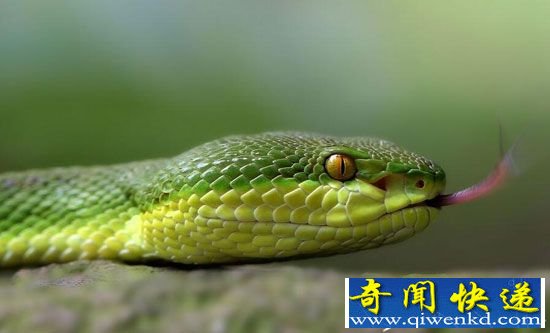 中国十大最毒毒蛇盘点:白唇竹叶青出生可伤人