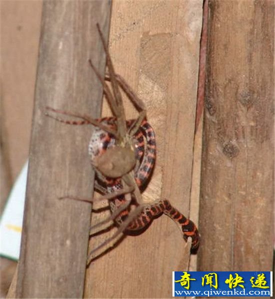 澳洲海岸毒水母成患蛰伤3万人 蜘蛛大战赤链蛇战况激烈